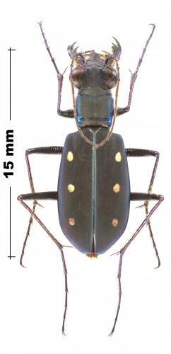Réf. 240 336 : Calochroa flavomaculata